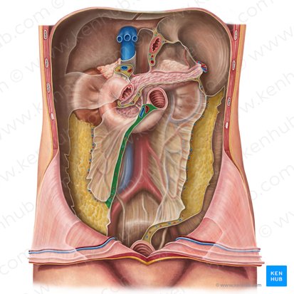 Root of mesentery (Radix mesenterii); Image: Irina Münstermann