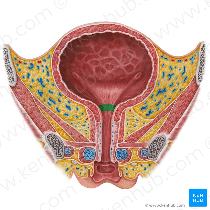 Neck of urinary bladder (Cervix vesicae urinariae); Image: Irina Münstermann