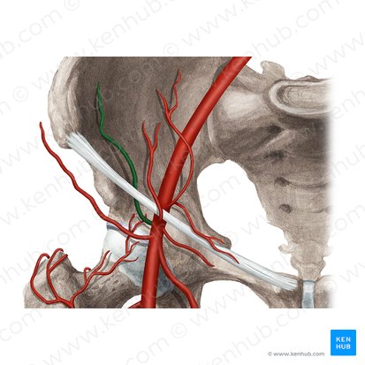 Arteria circumflexa iliaca profunda (Tiefe Darmbeinkranzarterie); Bild: Rebecca Betts