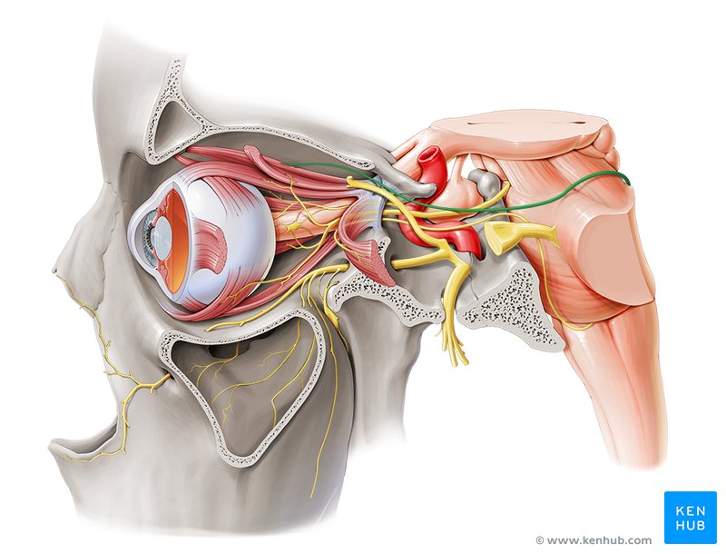 Trochlear nerve - lateral-left view