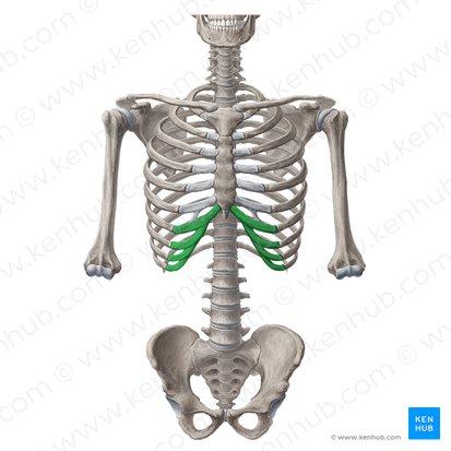 Costal cartilages of 7th-10th ribs (Cartilagines costales costarum 7-10); Image: Yousun Koh