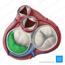 Posterior leaflet of left atrioventricular valve (Cuspis posterior valvae atrioventricularis sinistrae); Image: Yousun Koh