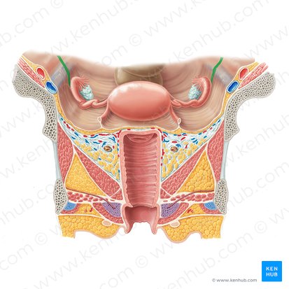 Ureter (Harnleiter); Bild: Samantha Zimmerman