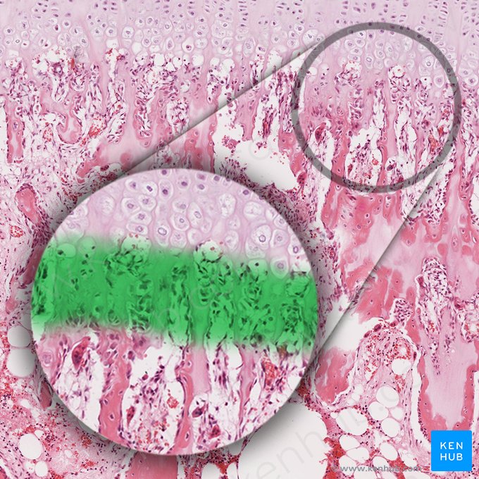 Zone de calcification et d'érosion (Zona calcificationis et erosionis); Image : 