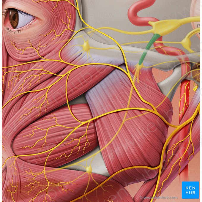 Mandibular nerve (Nervus mandibularis); Image: Paul Kim