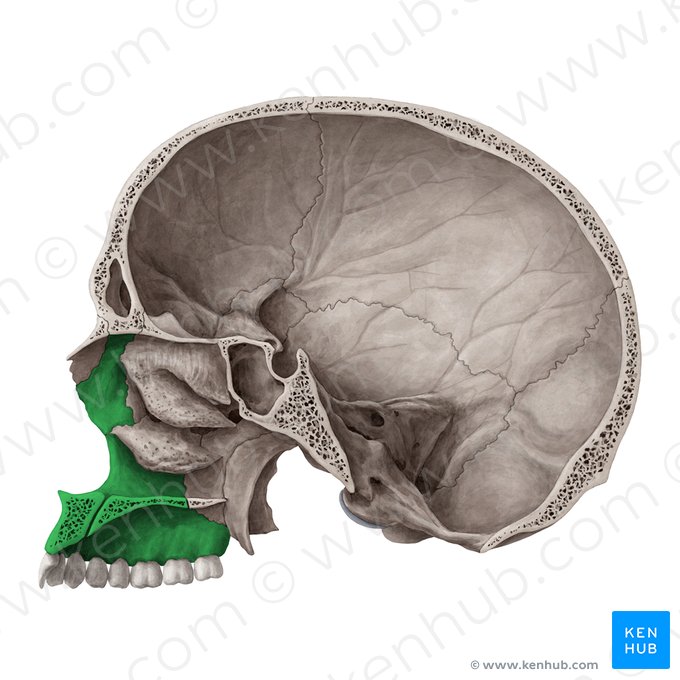 Maxilla; Image: Yousun Koh