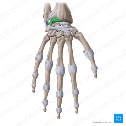 Ligamento radiocarpiano dorsal (Ligamentum radiocarpeum dorsale); Imagen: Paul Kim