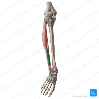 Músculo fibular curto (Musculus fibularis brevis); Imagem: Liene Znotina