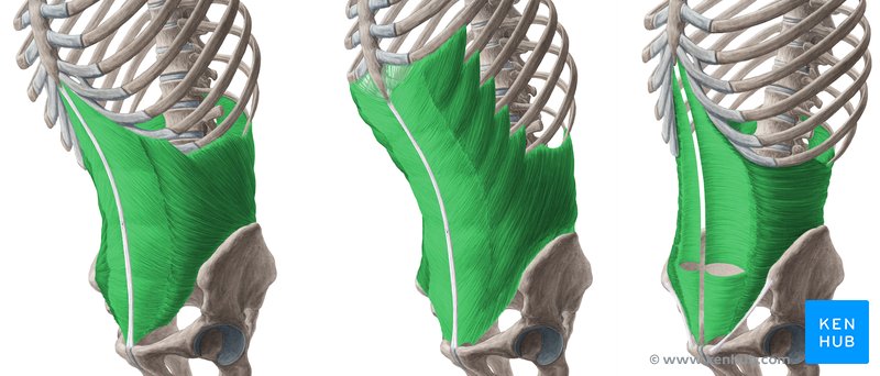 Internal oblique, external oblique, and transversus abdominus muscles (from left to right)