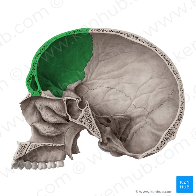 Osso frontal (Os frontale); Imagem: Yousun Koh