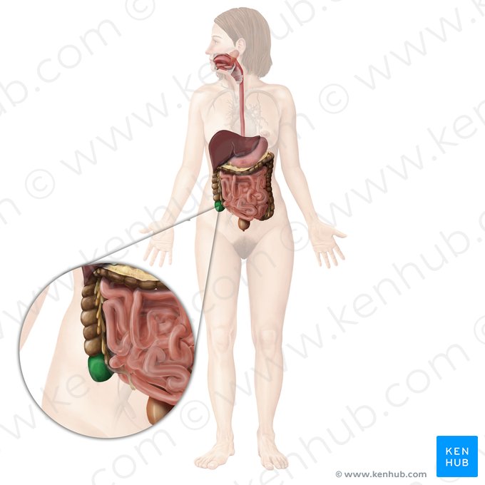 Cecum (Caecum); Image: Begoña Rodriguez