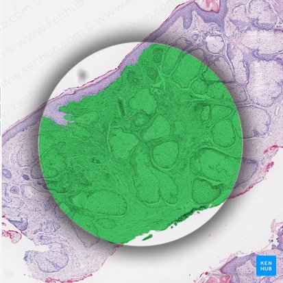 Dermis; Image: 