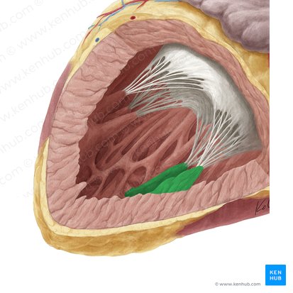 Músculo papilar posterior del ventrículo izquierdo (Musculus papillaris inferior ventriculi sinistri); Imagen: Yousun Koh