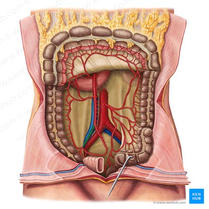 Arteria ileocolica (Krummdarm-Dickdarm-Arterie); Bild: Irina Münstermann
