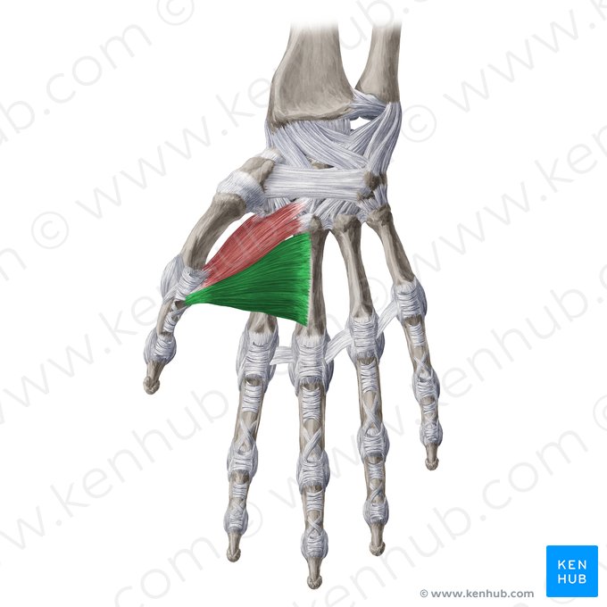 Cabeça transversa do músculo adutor do polegar (Caput transversum musculi adductoris pollicis); Imagem: Yousun Koh