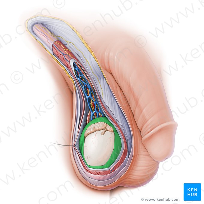 Túnica vaginal del testículo (Tunica vaginalis testis); Imagen: Paul Kim