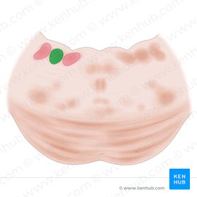 Núcleo vestibular lateral (Nucleus vestibularis lateralis); Imagen: Paul Kim