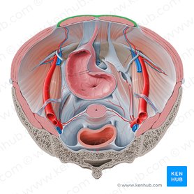 Bainha do músculo reto do abdome (Vagina musculi recti abdominis); Imagem: Paul Kim