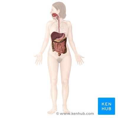 Digestive system - anterior view.