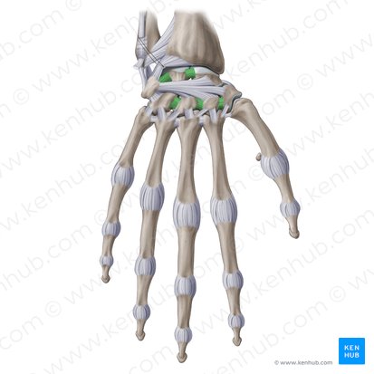 Ligamenta intercarpea interossea (Zwischenknochenbänder der Handwurzelknochen); Bild: Paul Kim
