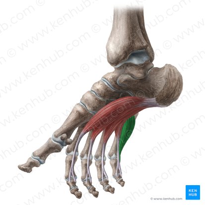 Musculus flexor digiti minimi brevis pedis (Kurzer Kleinzehenbeuger); Bild: Liene Znotina