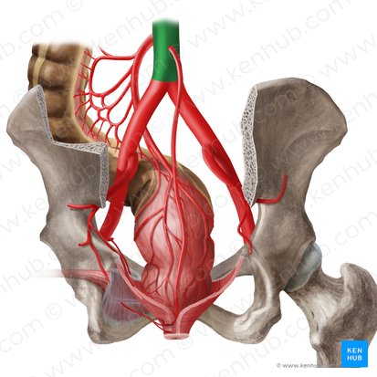 Abdominal aorta (Aorta abdominalis); Image: Begoña Rodriguez