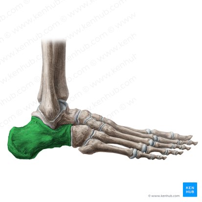 Calcáneo (Calcaneus); Imagen: Liene Znotina