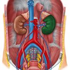 Urinary system