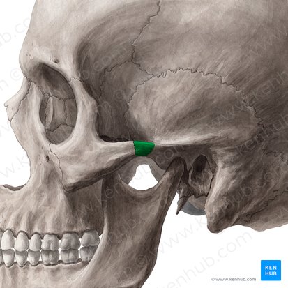 Zygomatic process of temporal bone (Processus zygomaticus ossis temporalis); Image: Yousun Koh