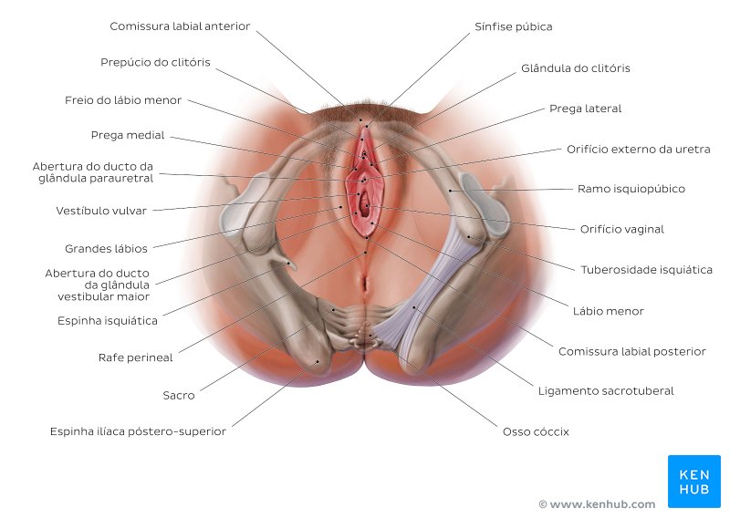 Anatomia do períneo feminino - vista inferior