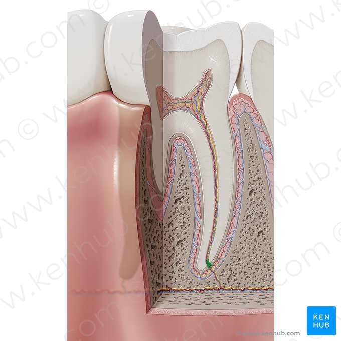 Foramen apical del diente (Foramen apicis dentis); Imagen: Paul Kim