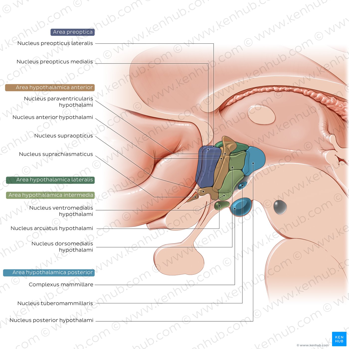 Kerne des Hypothalamus