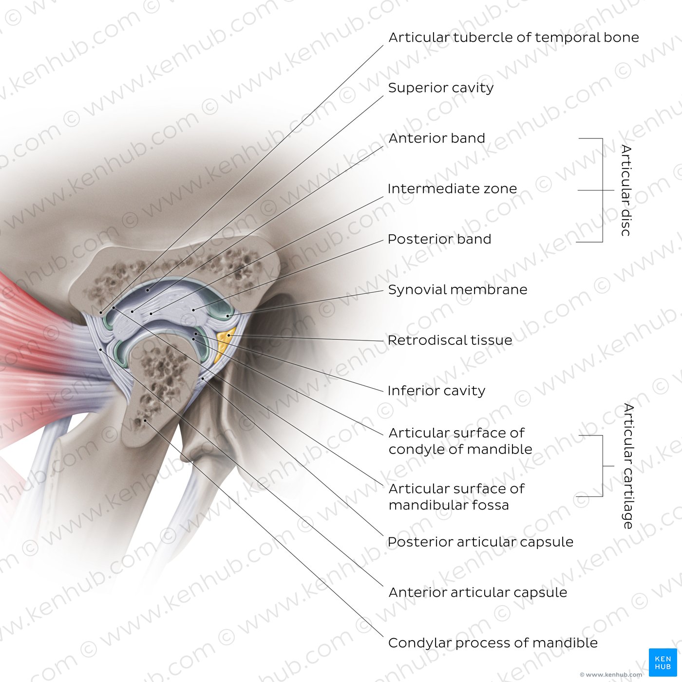 Sagittal section of the TMJ