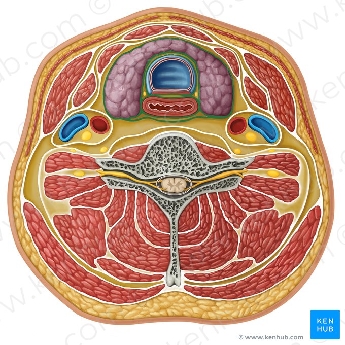 Fáscia pré-traqueal (Fascia pretrachealis); Imagem: Paul Kim