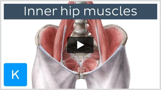 Lower inner thigh muscle outlet