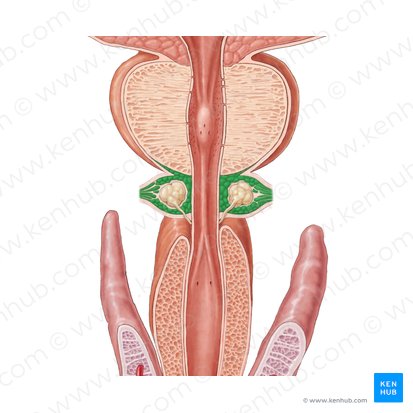 Male external urethral sphincter (Musculus sphincter externus urethrae masculinae); Image: Samantha Zimmerman