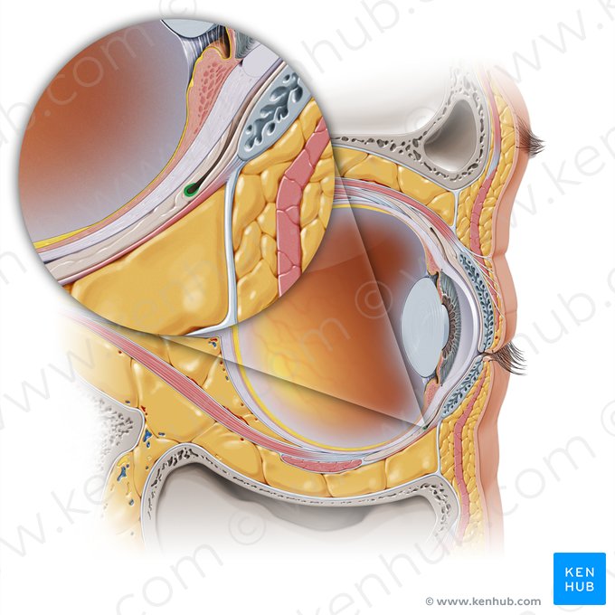 Fondo de saco conjuntival inferior (Fornix inferior conjunctivae); Imagen: Paul Kim