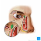 Lacrimal sac