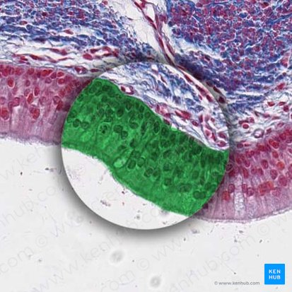 Flimmerepithel der Trachea; Bild: 