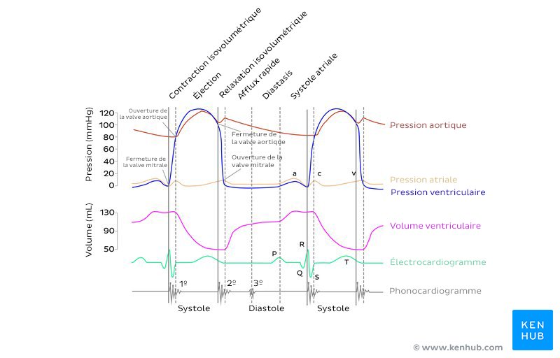 Diagramme de Wiggers