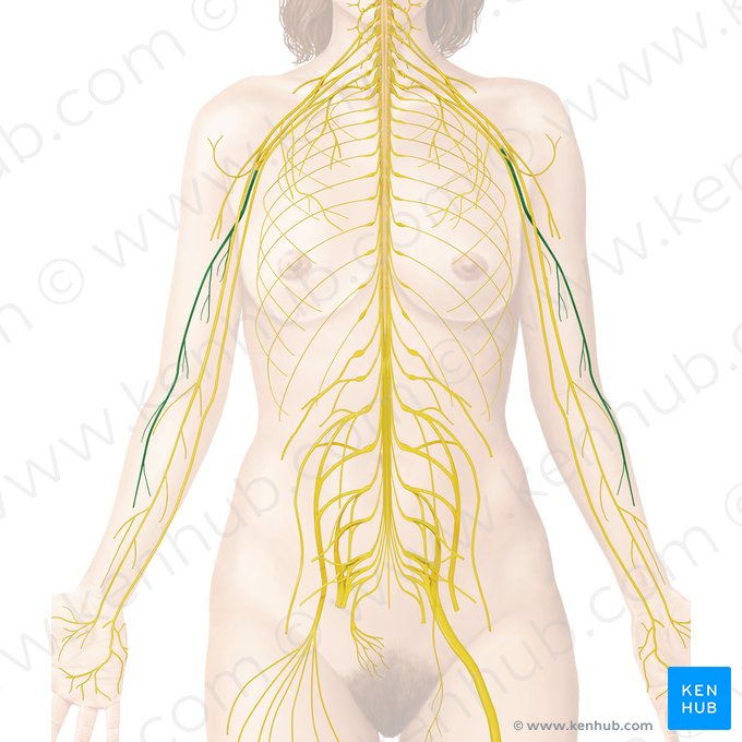 Nervo radial (Nervus radialis); Imagem: Begoña Rodriguez