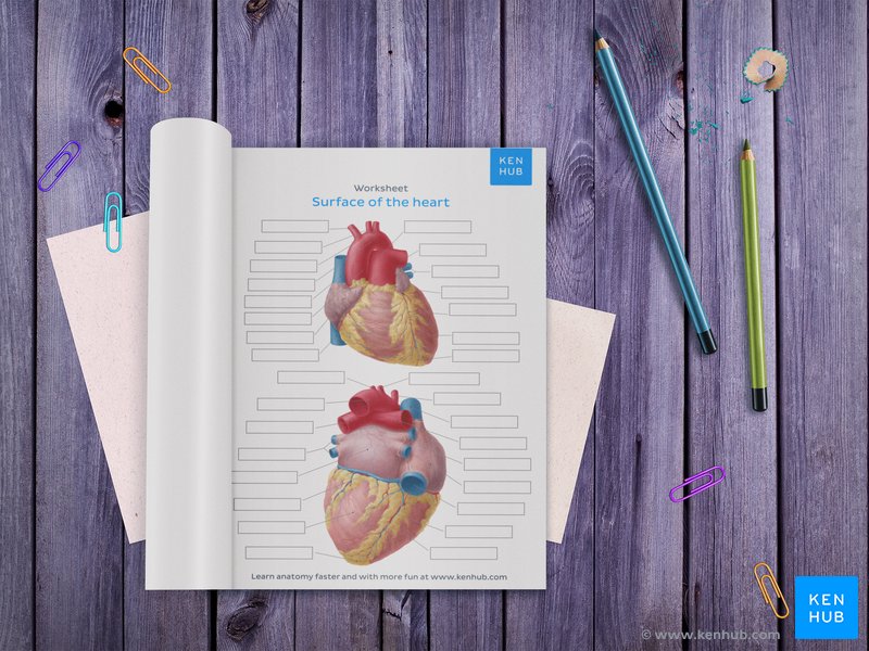 Worksheet showing unlabelled heart diagrams