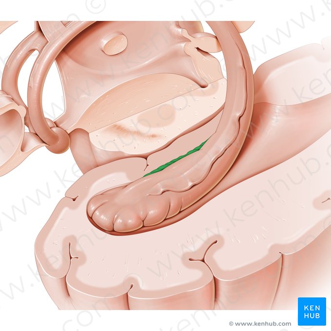 Giro denteado (Gyrus dentatus); Imagem: Paul Kim