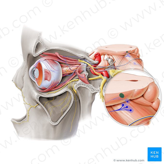 Núcleo oculomotor acessório (Nucleus accessorius nervi oculomotorii); Imagem: Paul Kim