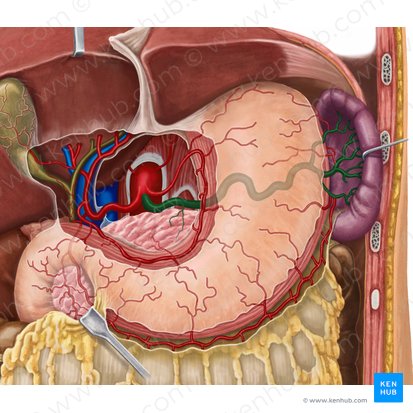 Splenic artery (Arteria splenica); Image: Irina Münstermann