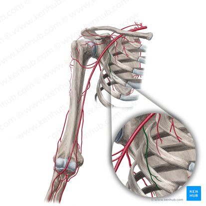 Arteria torácica lateral (Arteria thoracica lateralis); Imagen: Yousun Koh