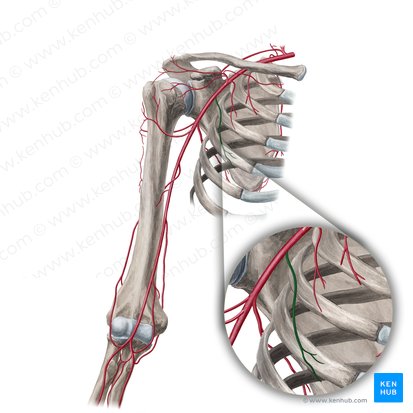 Lateral thoracic artery (Arteria thoracica lateralis); Image: Yousun Koh