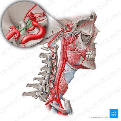 Posterior communicating artery (Arteria communicans posterior); Image: Paul Kim