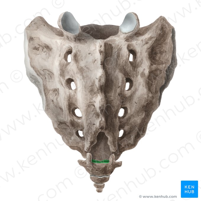 Articulación sacrococcígea (Articulatio sacrococcygea); Imagen: Liene Znotina