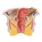 Rectum and anal canal